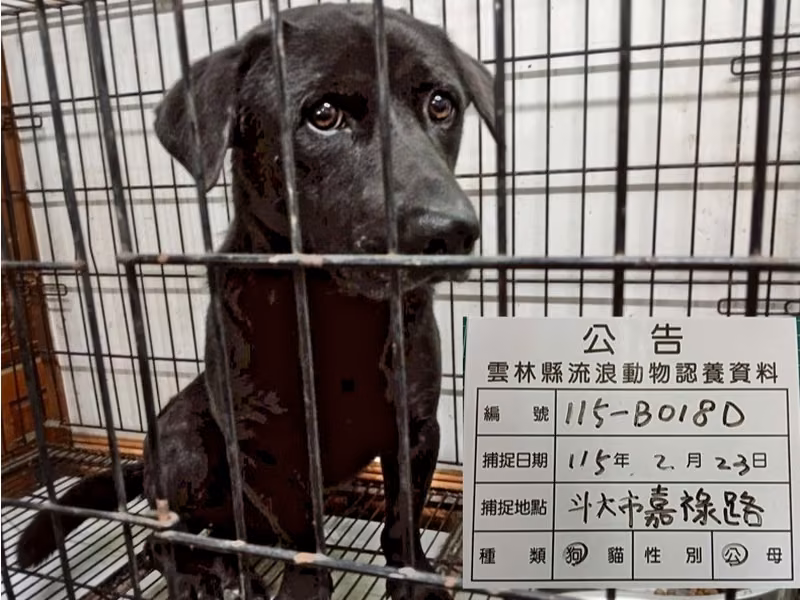 Black adult male mixed-breed dog, Large, shelter no. …018D