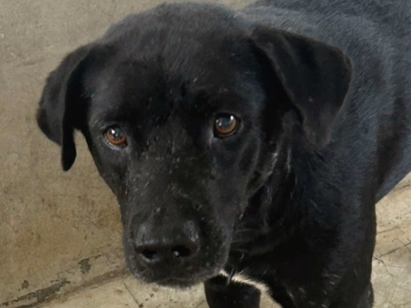 Black adult male mixed-breed dog, Large, shelter no. …7011
