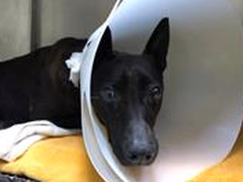 Black adult female mixed-breed dog, Medium, shelter no. …2302