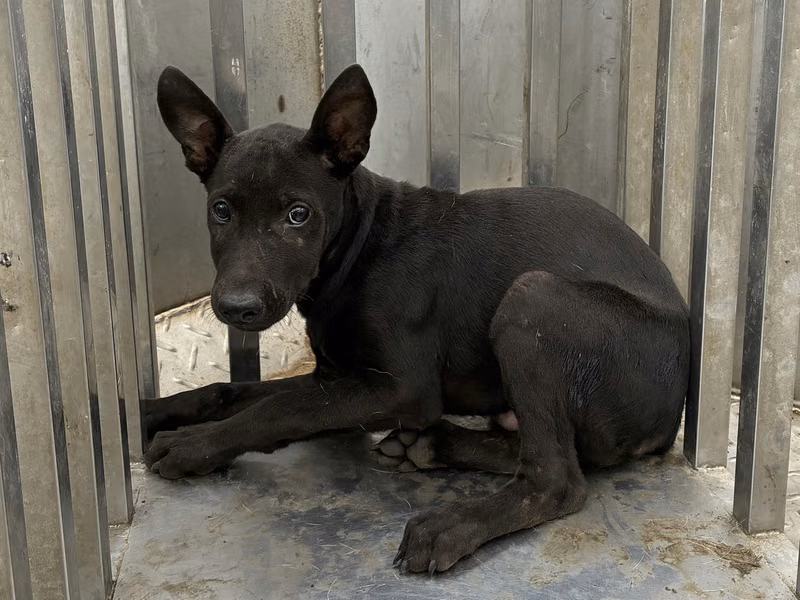 Black young female mixed-breed dog, Small, shelter no. …0003