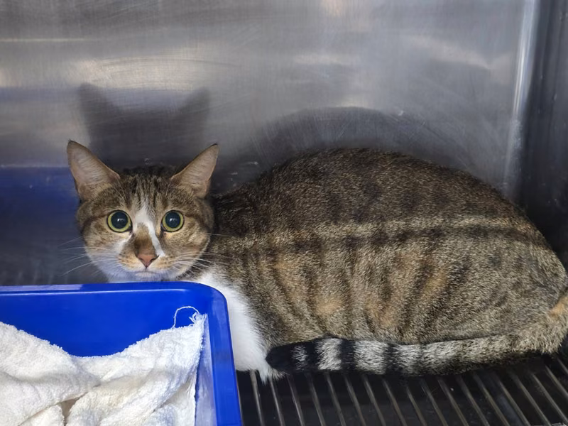 Tabby-and-white adult female mixed-breed cat, Medium, shelter no. …1803