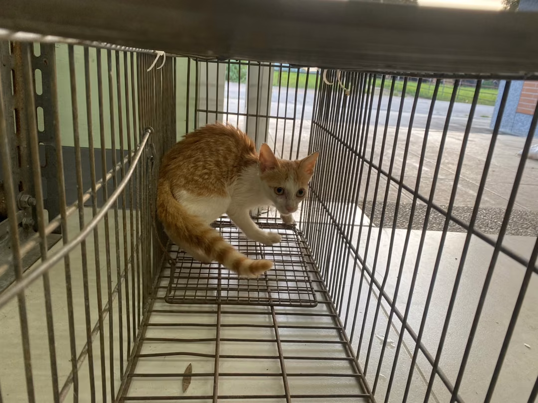 Young female mixed-breed cat, Small, shelter no. …8C09