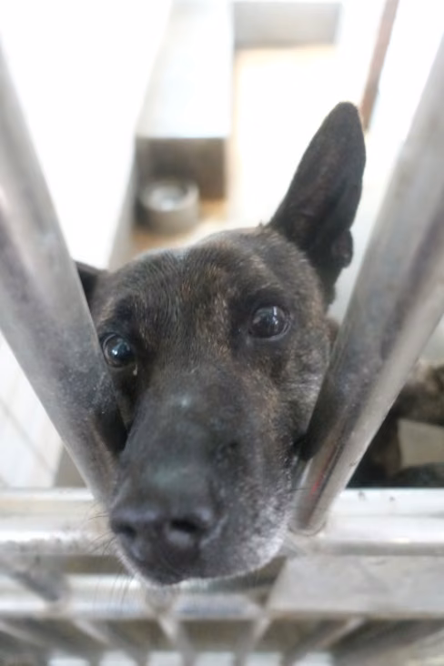 Tabby adult male mixed-breed dog, Large, shelter no. …2334