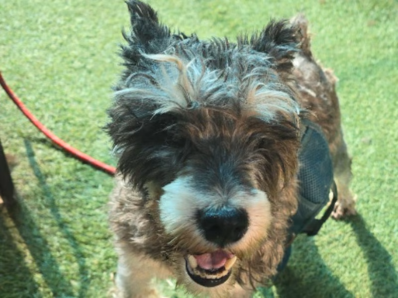 Gray adult female Miniature Schnauzer, Small, shelter no. …7-01
