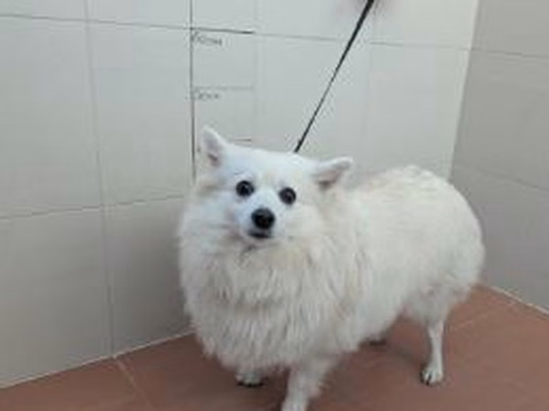 White adult female German Spitz, shelter no. …3833