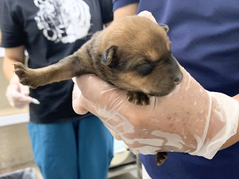 Brown young female mixed-breed dog, Small, shelter no. …2110