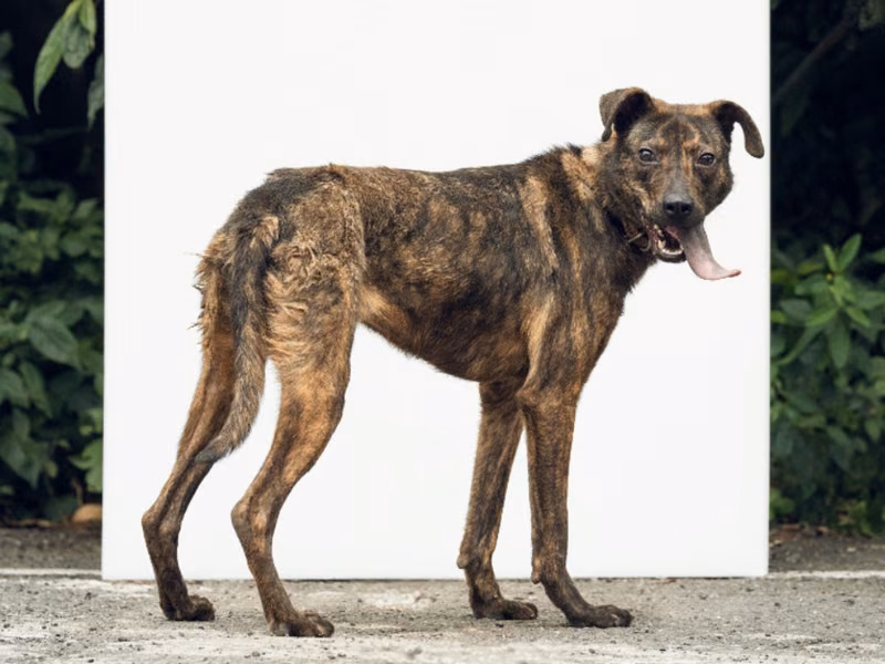 Tabby adult female mixed-breed dog, Medium, shelter no. …0012