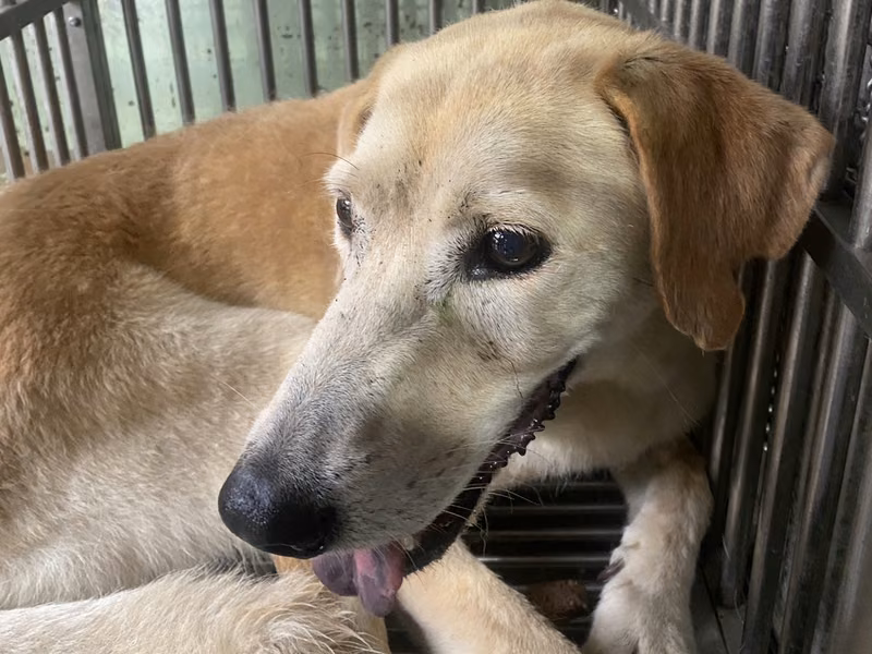 ミックス犬(メス・成犬・こげ茶と白)、中型, 施設番号 …8-01