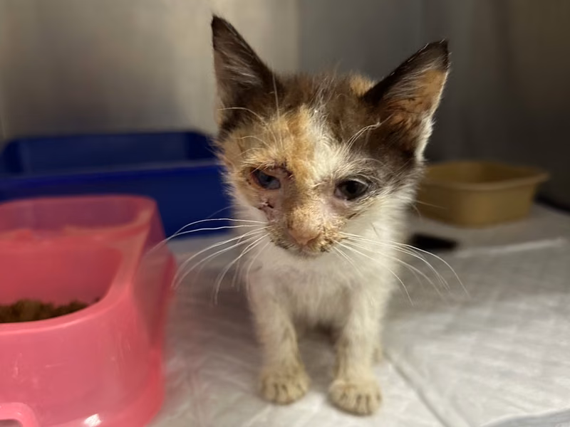 Patched young female mixed-breed cat, Small, shelter no. …5003