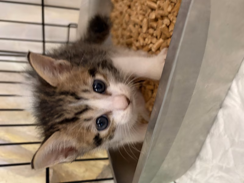 Pusang halo ang lahi (Lalaki, Bata, itim), Maliit, blg. ng shelter …8003