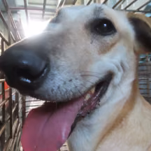 Tan adult female mixed-breed dog, Medium, shelter no. …8-16