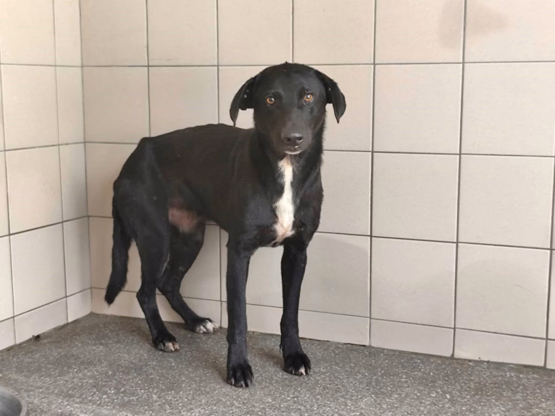Black adult male mixed-breed dog, Large, shelter no. …0704