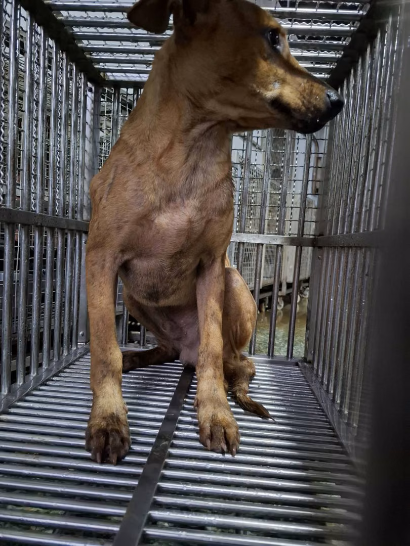 Tan adult male mixed-breed dog, Large, shelter no. …6-09