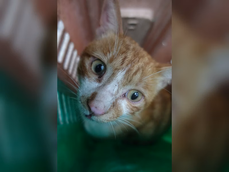 Orange adult male mixed-breed cat, Large, shelter no. …0768