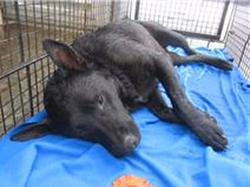 Black adult male mixed-breed dog, Medium, shelter no. …6008
