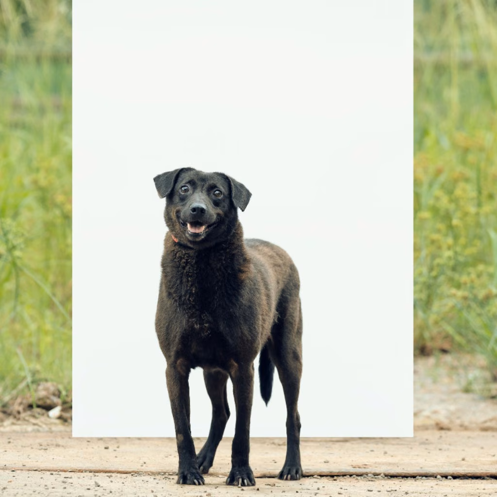 Black adult male mixed-breed dog, Large, shelter no. …4001