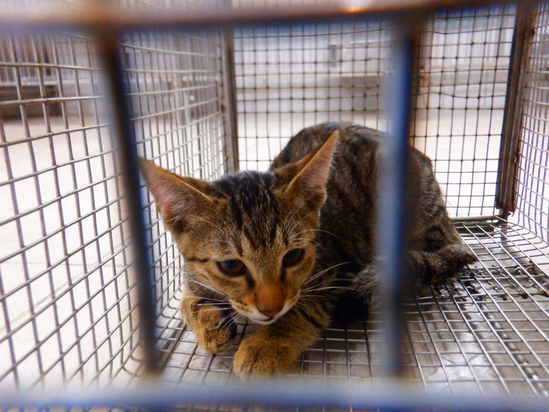 Tabby adult male mixed-breed cat, Small, shelter no. …12C2