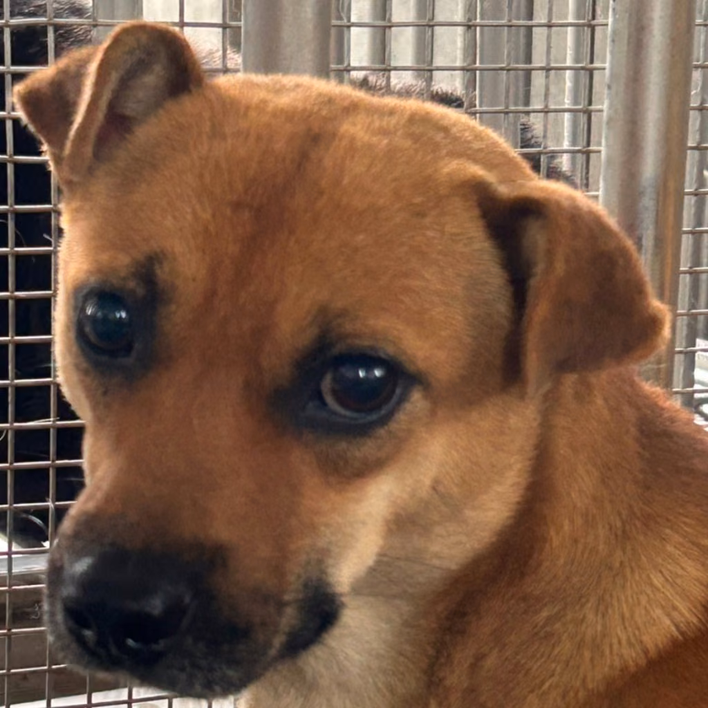 Tan adult male mixed-breed dog, Large, shelter no. …0024