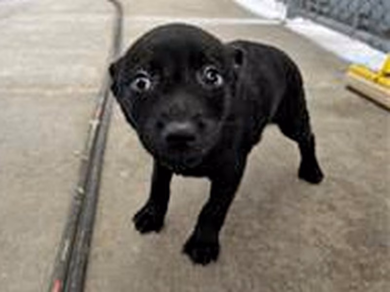 Black young female mixed-breed dog, Small, shelter no. …0006