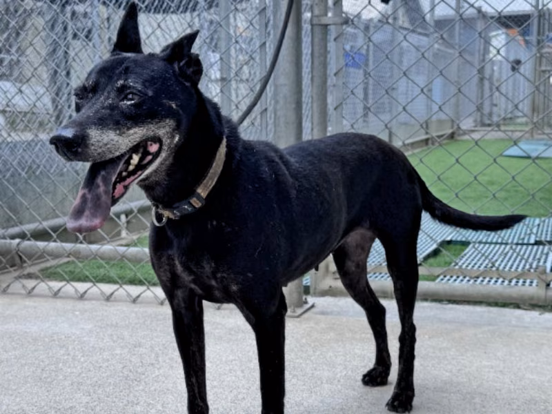 Black adult female mixed-breed dog, Medium, shelter no. …2101