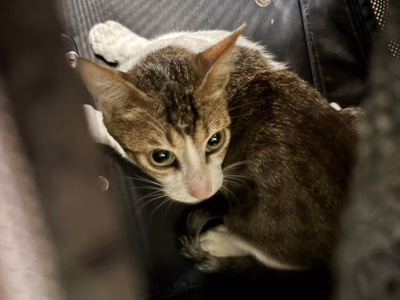 Tabby adult male mixed-breed cat, Medium, shelter no. …9007