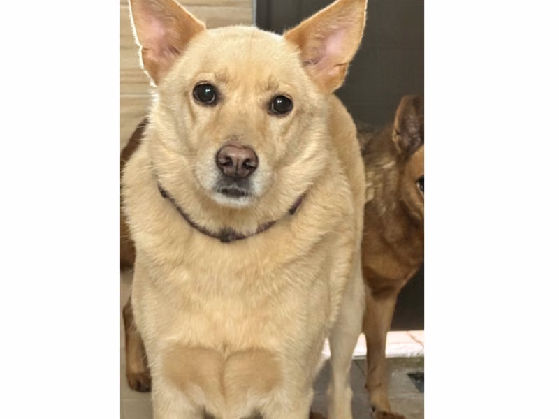 Tan-and-white adult male mixed-breed dog, Medium, shelter no. …0024