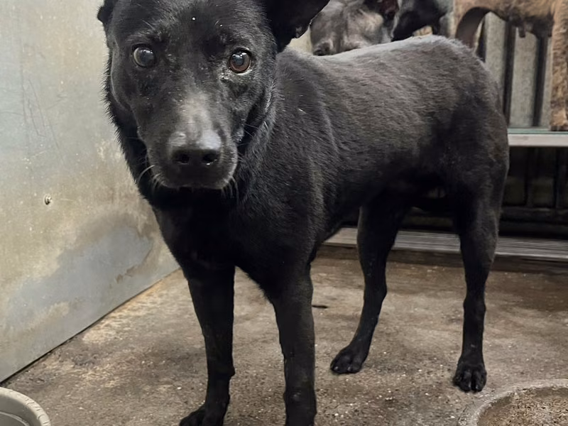 Black adult female mixed-breed dog, Medium, shelter no. …0001