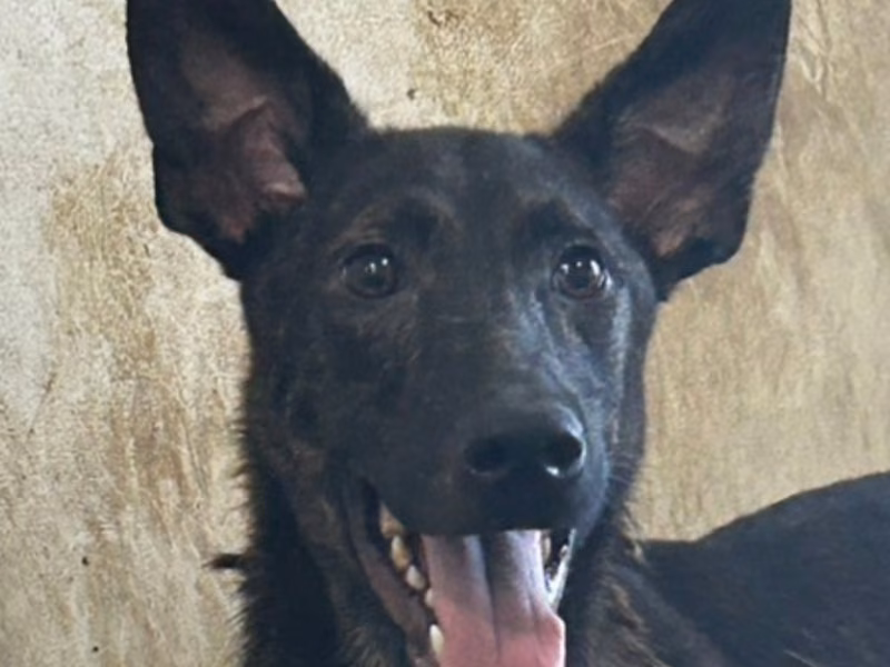 Tabby adult male mixed-breed dog, Large, shelter no. …9022