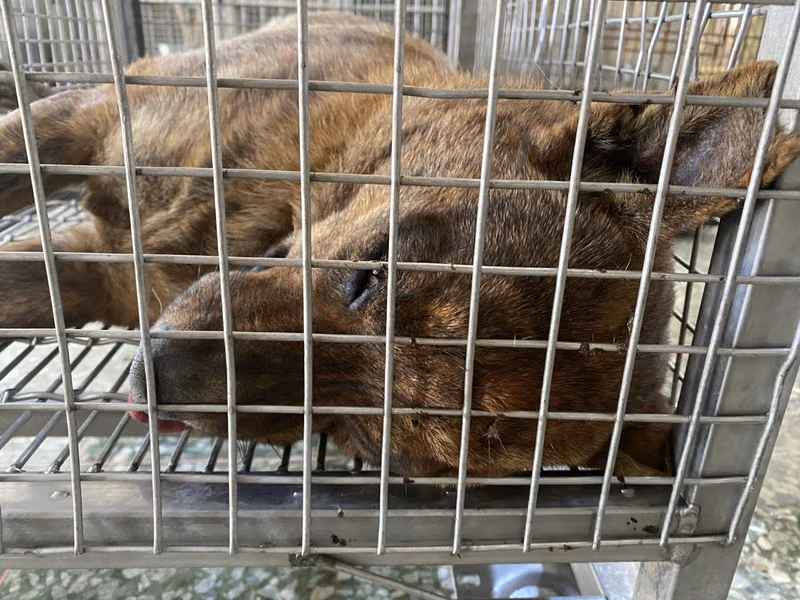 Tabby adult male mixed-breed dog, Medium, shelter no. …4-02