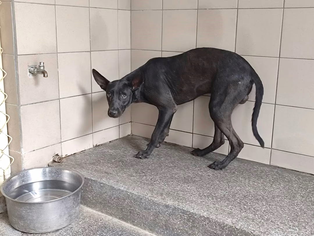 Black adult male mixed-breed dog, Large, shelter no. …1113