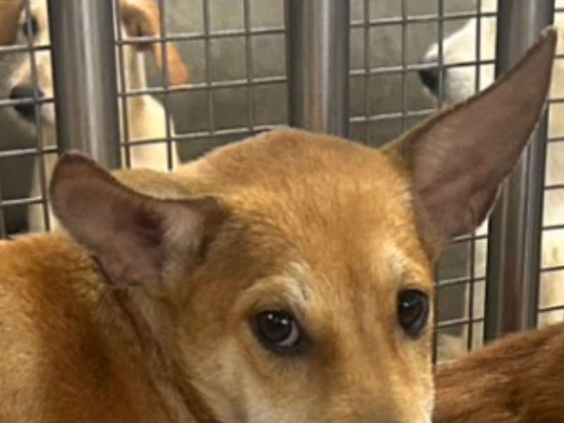 Tan young female mixed-breed dog, Medium, shelter no. …9008