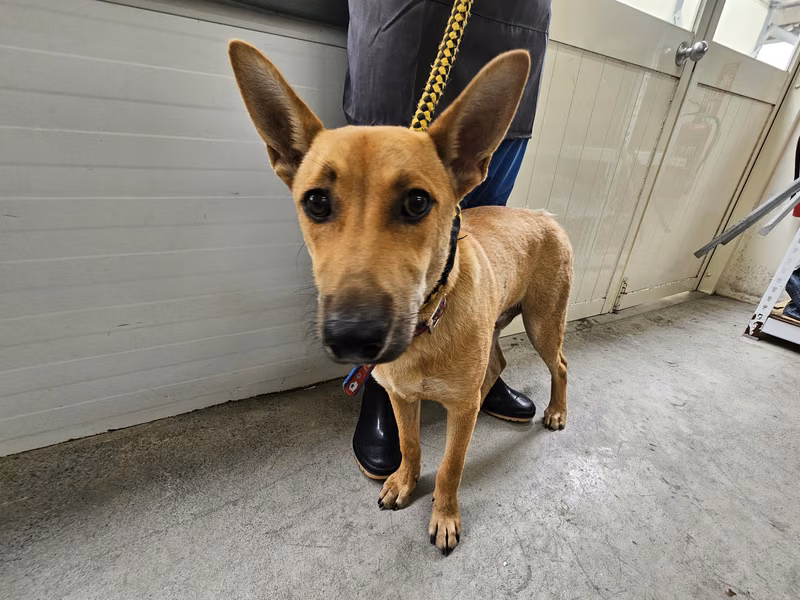 Tan young male mixed-breed dog, Medium, shelter no. …0810
