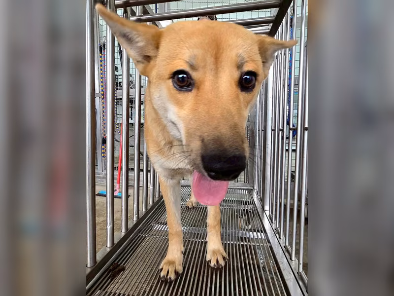 Tan adult female mixed-breed dog, Medium, shelter no. …5006