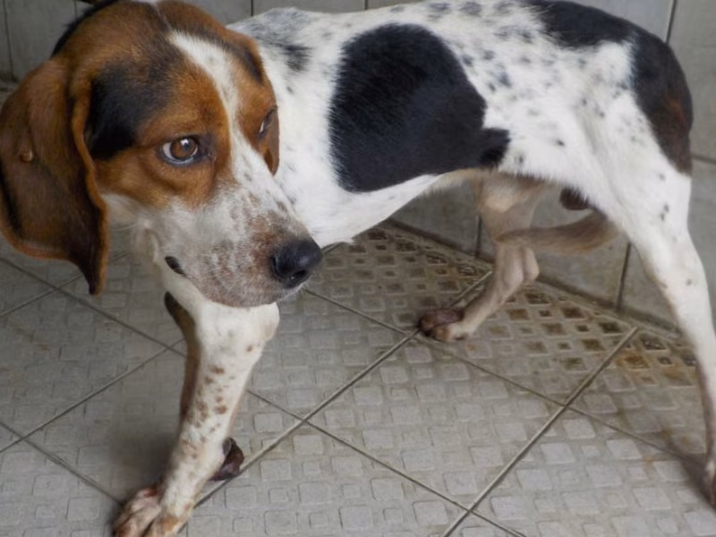 Black-and-white adult male mixed-breed dog, Medium, shelter no. …5507