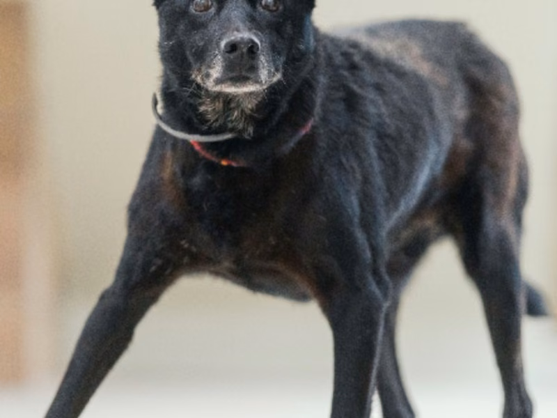 Black adult female mixed-breed dog, Medium, shelter no. …8003