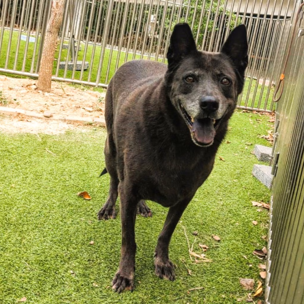 Black adult female mixed-breed dog, Large, shelter no. …2002