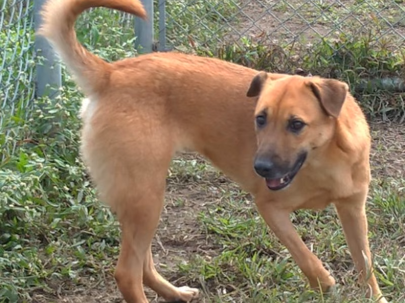 Brown adult female mixed-breed dog, Medium, shelter no. …0201
