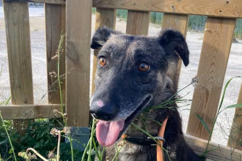 Cantal, Adult · Female · Medium · Mixed breed