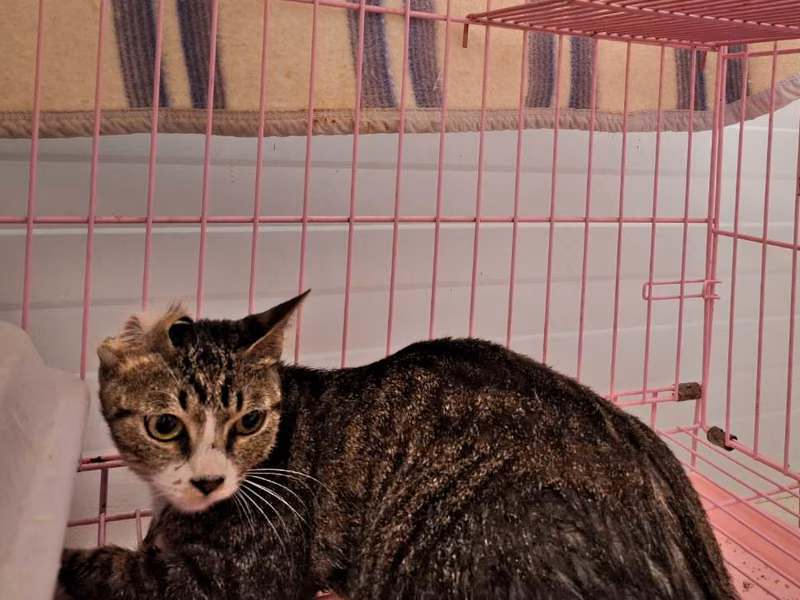 Tabby adult female mixed-breed cat, Small, shelter no. …0301