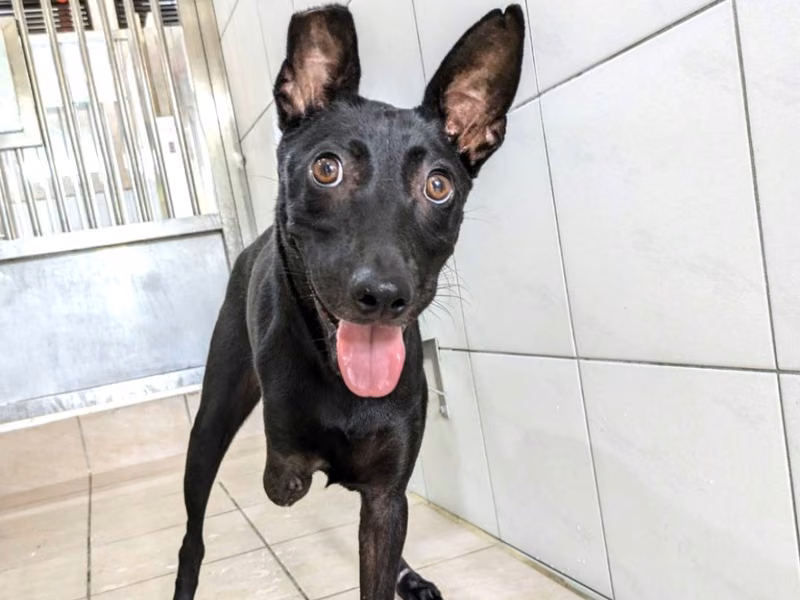 Black adult female mixed-breed dog, Medium, shelter no. …5001