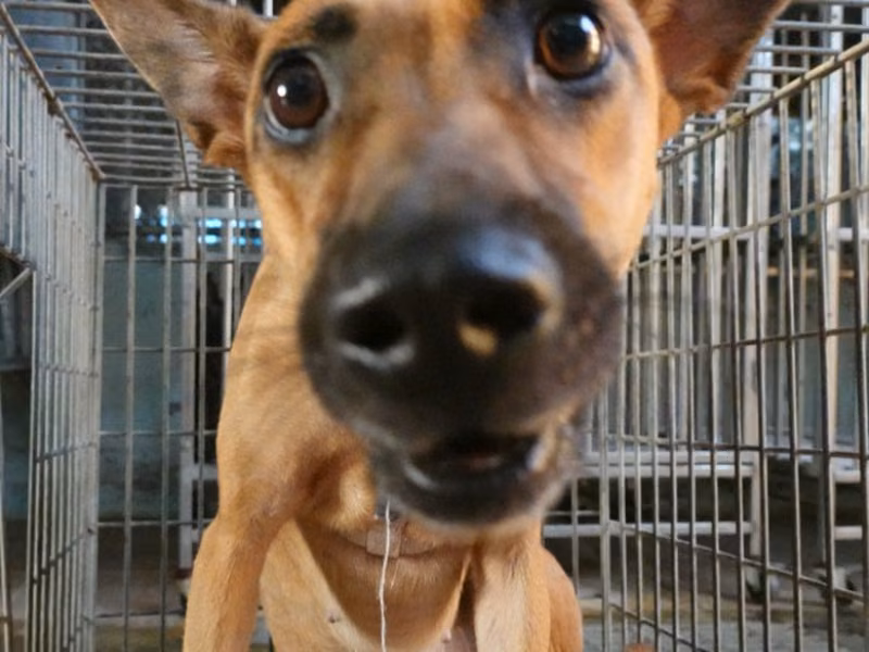 Tan adult female mixed-breed dog, Medium, shelter no. …3-01