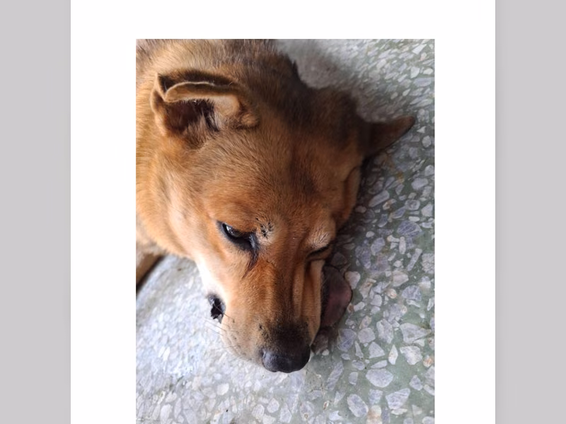 Black-and-tan adult male mixed-breed dog, Large, shelter no. …2-02