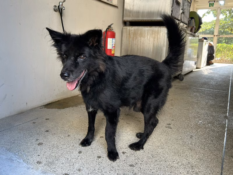 Black adult male mixed-breed dog, Medium, shelter no. …9001