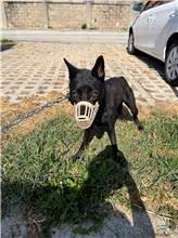 Black adult male mixed-breed dog, Medium, shelter no. …7D01