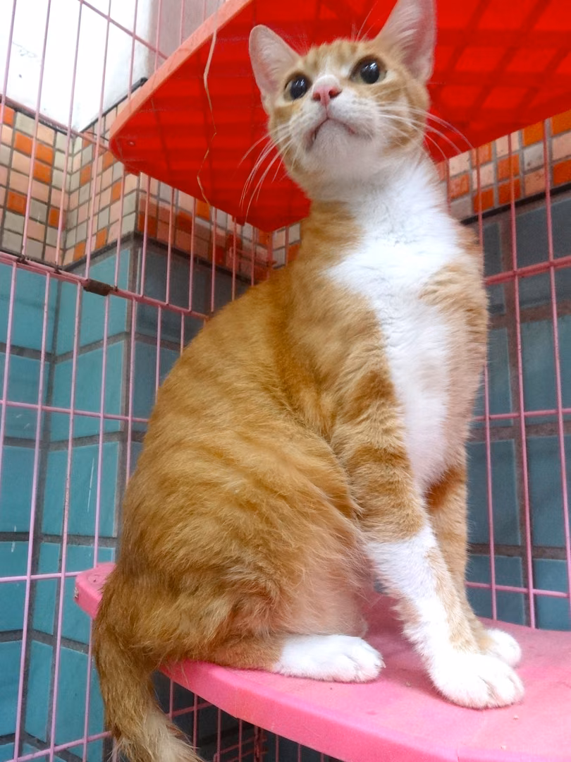 Orange-and-white adult male mixed-breed cat, Large, shelter no. …1563