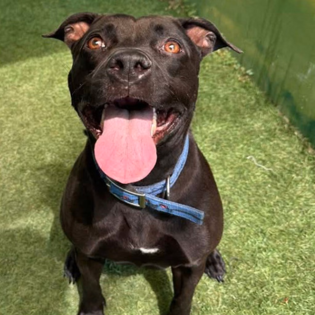 Black adult female mixed-breed dog, Medium, shelter no. …0-02