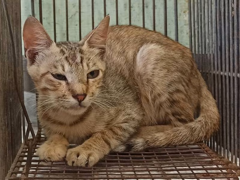 Young female mixed-breed cat, Small, shelter no. …9C02