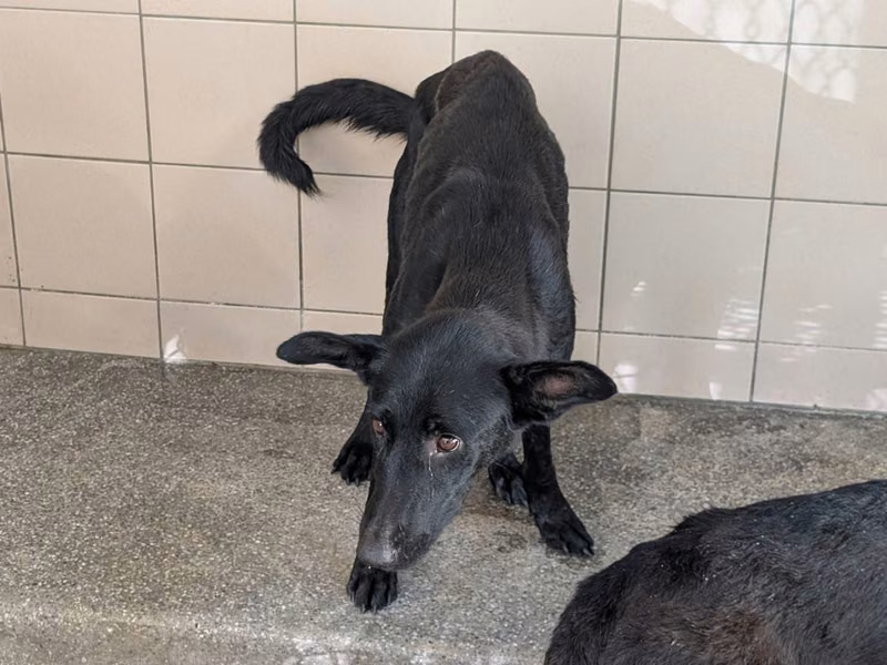 Black adult female mixed-breed dog, Large, shelter no. …1509