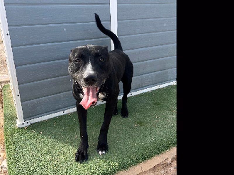 Romeo, Adulto · Macho · american staffordshire terrier
