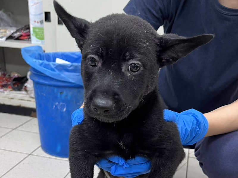 Black young female mixed-breed dog, Small, shelter no. …6006